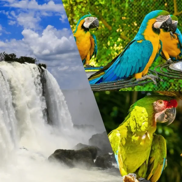 Premium Private Experience – Iguazu Falls (Brazil) & Bird Park